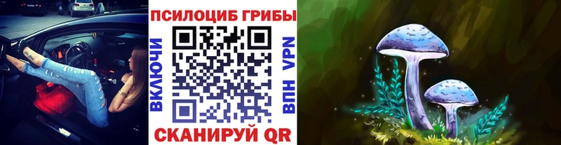 мега как зайти  Малгобек  Псилоцибиновые грибы Psilocybe 